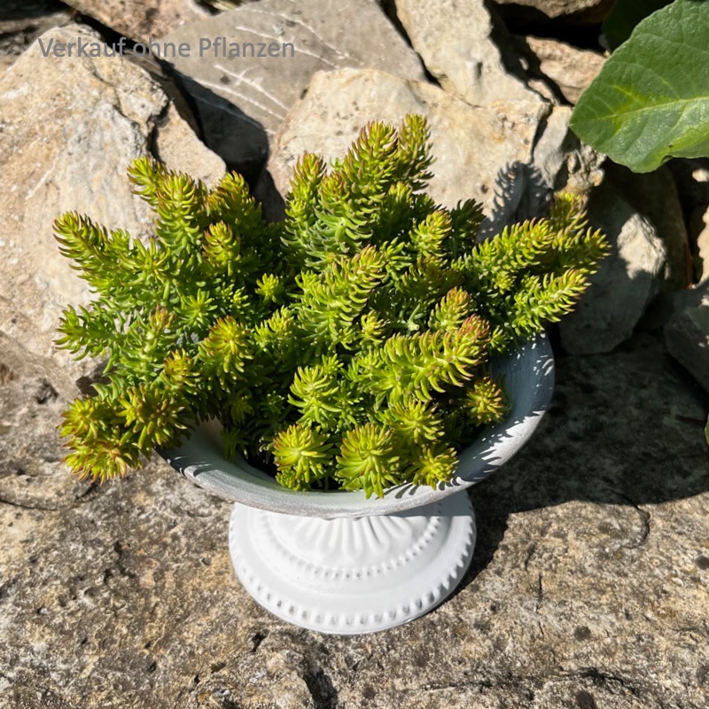 Schale mit Fuß -Calida-