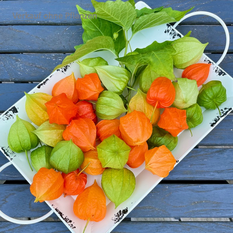 Tablett-Viola-