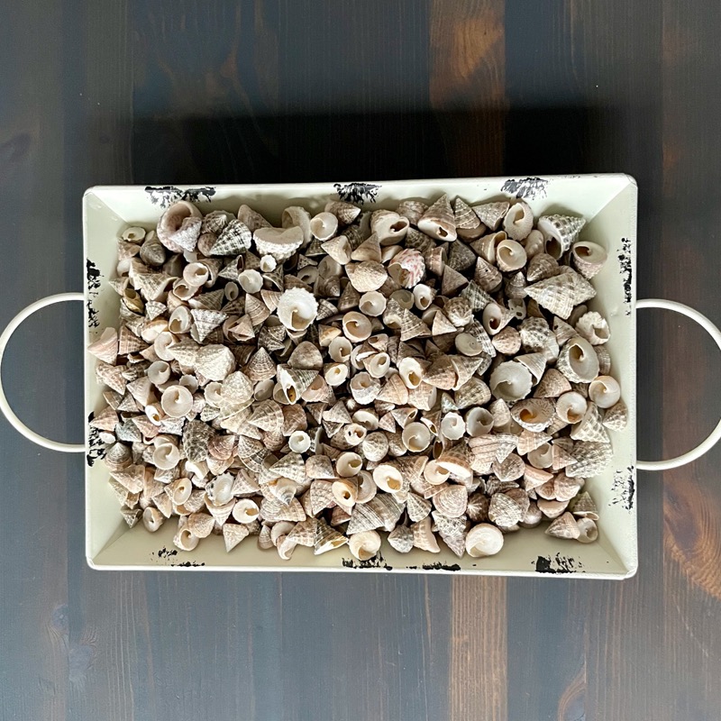 Muscheln zum Streuen im Beutel (1Kg)