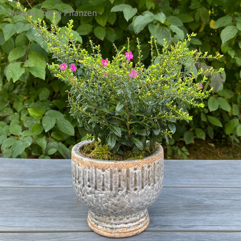 Blumentopf -Ivana- (17cm)