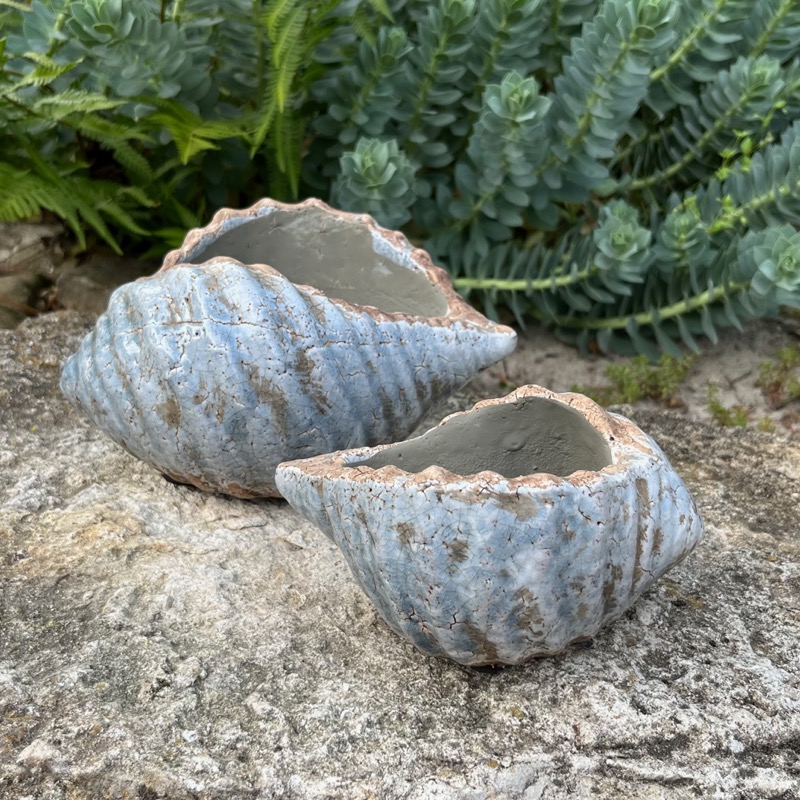 Muschel -Marcia- (S)