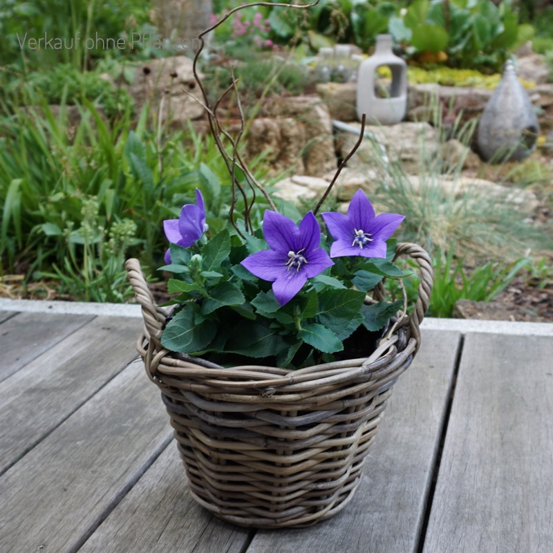 grauer Korb zum Bepflanzen (18cm)