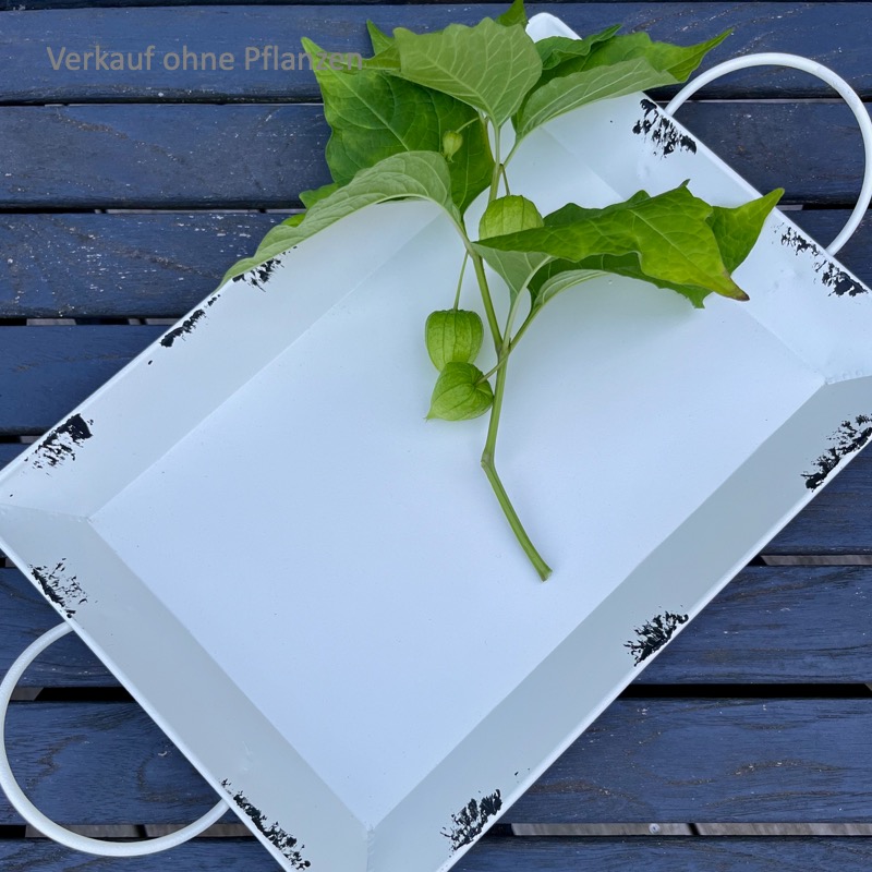 Tablett-Viola-